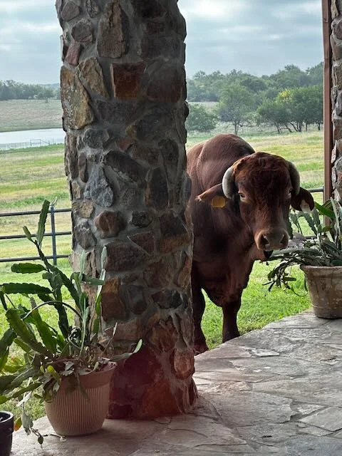 Friendly Beefmaster bull peering around stone porch column with ranch in background