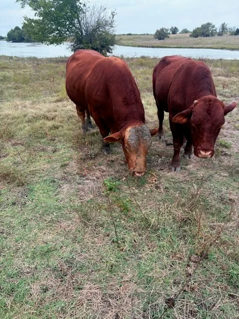 Pair of Beefmaster bulls grazing by lake