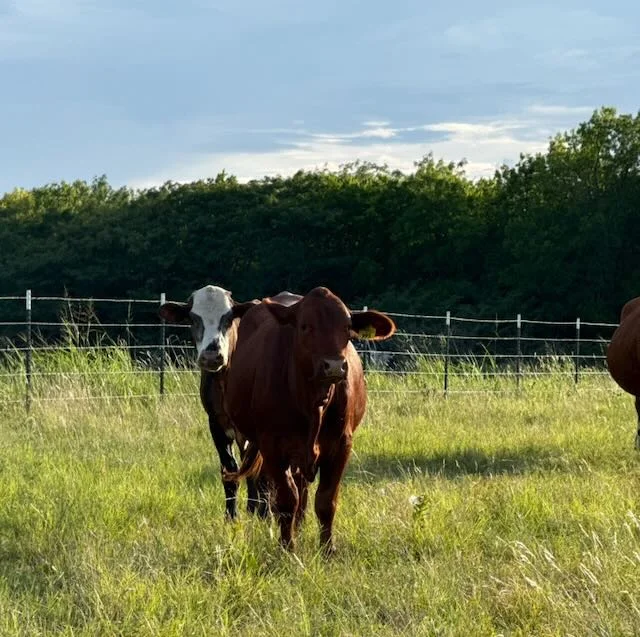 Beefmaster cow with distinctive white face in pasture