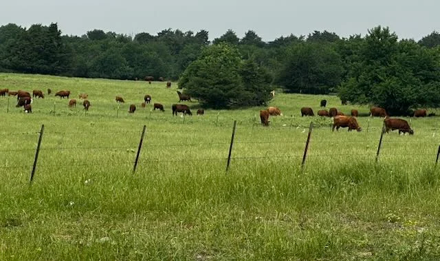 Beefmaster herd along fence line in pasture