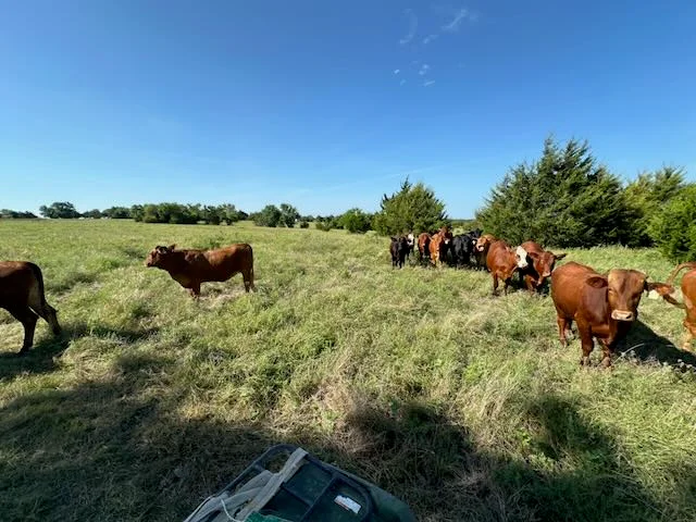 Beefmaster cattle herd grazing across open pasture