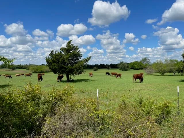 Beefmaster herd resting under shade tree with dramatic cloudscape