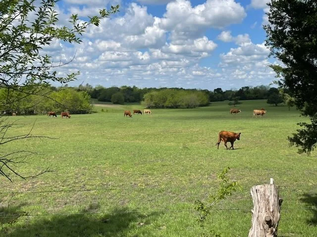 Cattle herd grazing in pasture under dramatic clouds