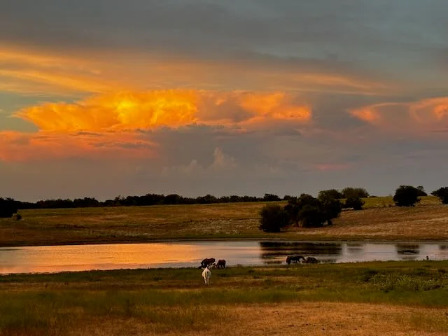 Beefmaster cattle at golden hour with dramatic orange clouds over ranch lake