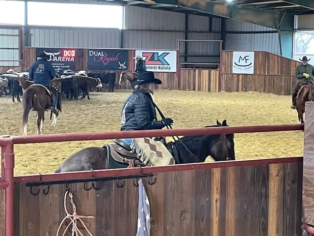 Cutting horse competition in arena with cattle