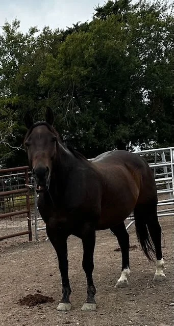 Dark bay horse side profile showing conformation