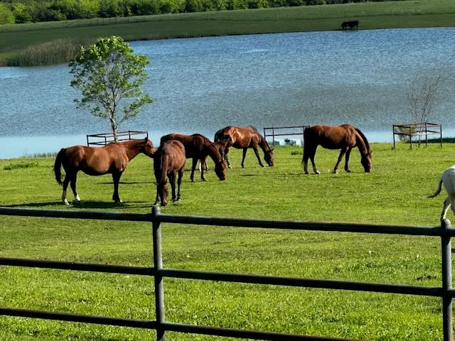 Multiple horses grazing peacefully by lakeside in perfect pastoral ranch setting
