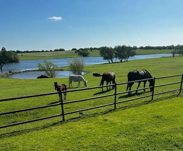 Multiple horses grazing by lakeside in scenic ranch setting