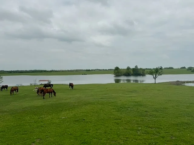 Horses grazing peacefully by lakeside under overcast sky