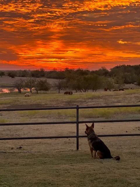 Kelpie dog watching sunset with cattle by ranch lake