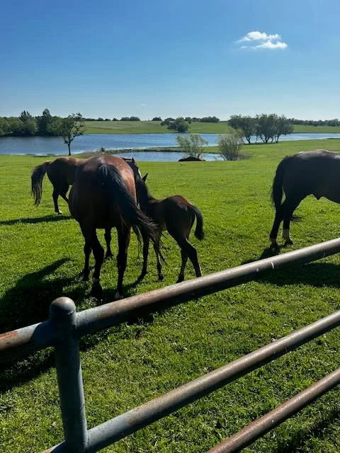 Mare and foal in idyllic pastoral scene by lakeside