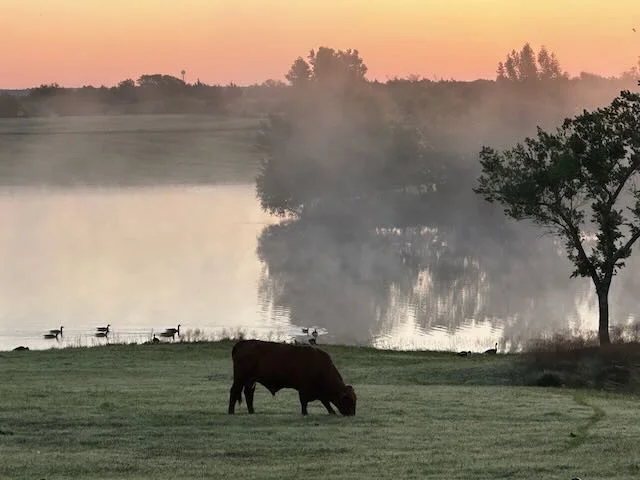 Misty sunrise at EC Ranch with Beefmaster cow, white pelicans, and still lake under ethereal morning light