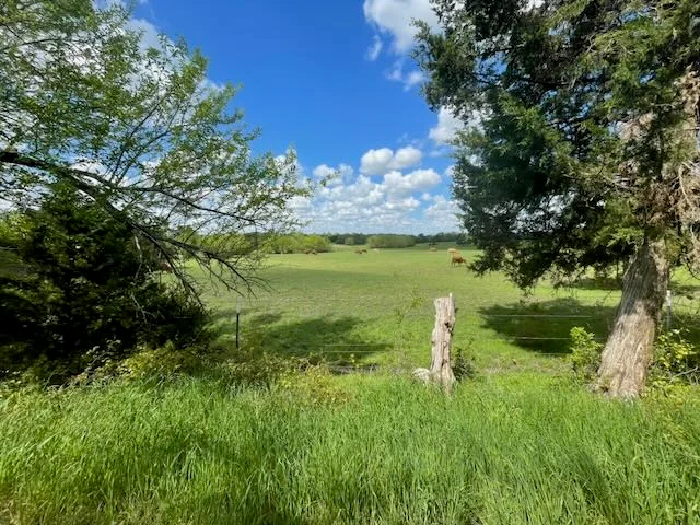 Ranch pasture framed by tree with cattle grazing in distance