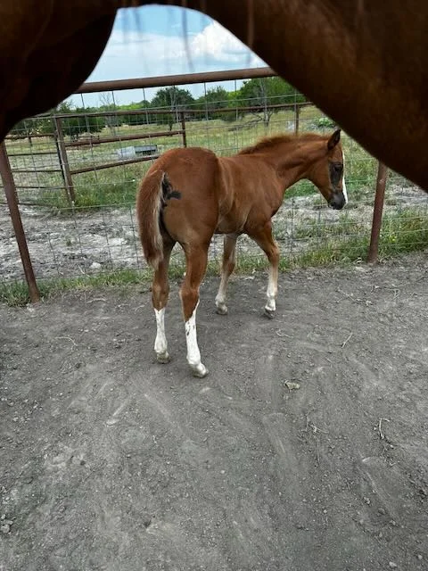 Sorrel foal with white socks near barn shelter