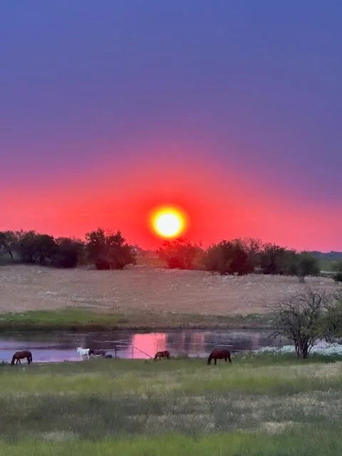 Horses grazing by lake at sunset with stunning pink and purple sky reflection