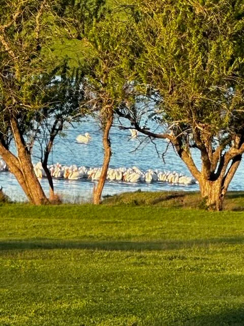 White pelicans on ranch lake with golden light and trees